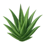 الصبار