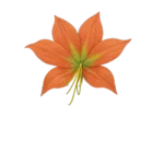 النرجس