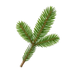 بلسم التنوب اصماغ التنوب