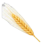 الشعير