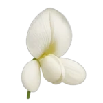 أشجار الجراد أسود