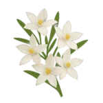 عشب بورونيا