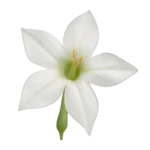 زهر التبغ