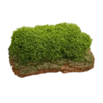 طحلب البلوط ( طحلب السنديان