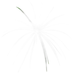 السيبرول(الناجراموثا)