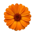 زهر القطيفة