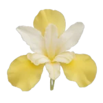 زبدة السوسن