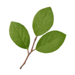 خشب الساج