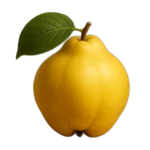 السفرجل