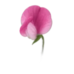 البسلة الحلوه
