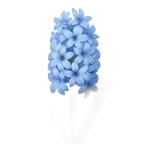 الصفير