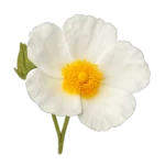 الهيلوتروب